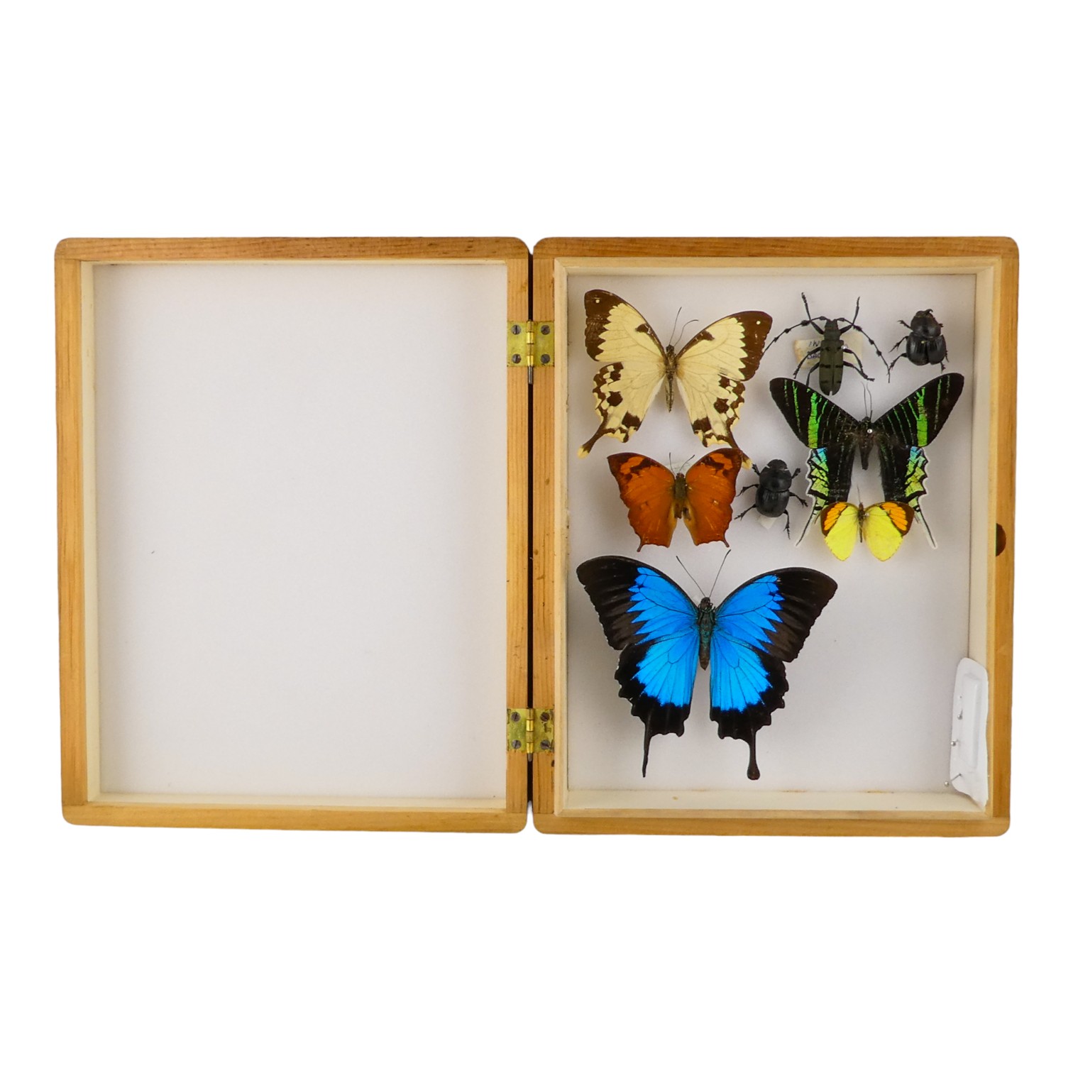 Two case of butterflies - including Waiter Daggerwing, Clouded Magpie, Meadow Fritillary and Blue - Image 2 of 2