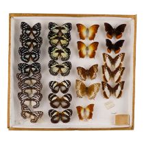 A case of butterflies in four rows - including Euxanthe Wakefieldi, Forest Pearl Charaxes and