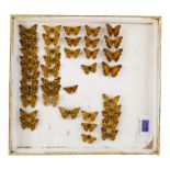 A case of butterflies in five rows - single variety, Painted Lady