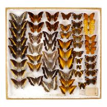 A case of butterflies in six rows - including White Barred Emperor, Red Admiral and Great Emperor