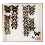 A case of butterflies in four rows - including Common Jay, Sesostris Cattleheart and Common