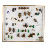 A case of insects and beetles - randomly presented