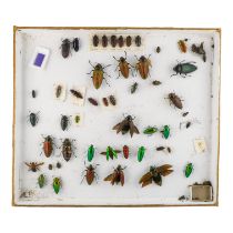 A case of insects and beetles - randomly presented