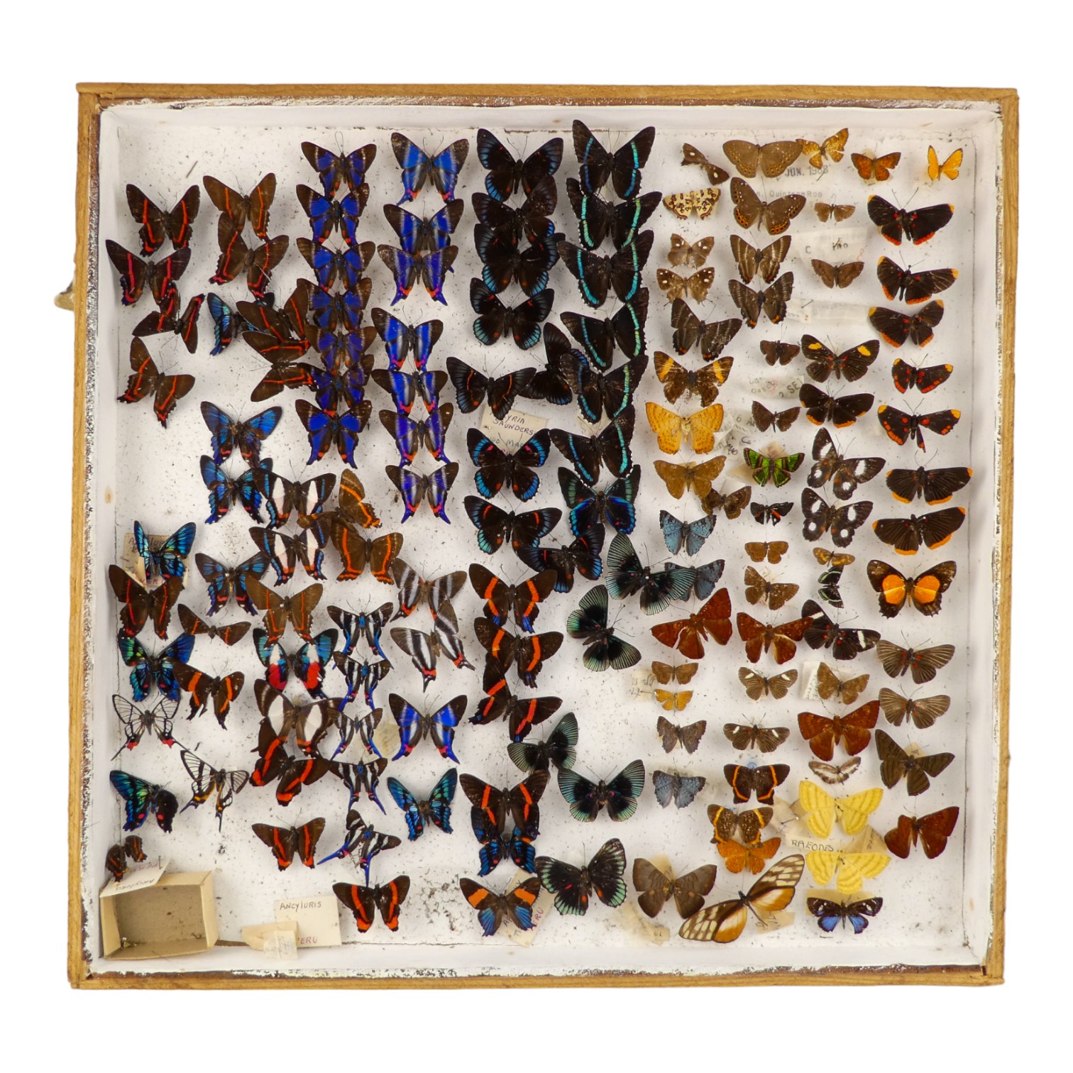 A case of butterflies in ten rows - including Variable Beautymark, Rhetus Arcius and Soldier