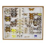 A case of butterflies in seven rows - including Pine White, Pareronia Tritaea and Delias Ennia