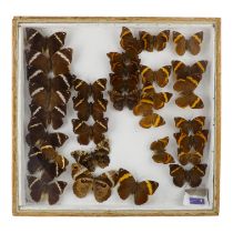 A case of butterflies in five rows - including Dark Brown Forester and Catoblepia