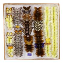 A case of butterflies in six rows - including Glassy Tiger, Red Bodied Swallowtail and Statira