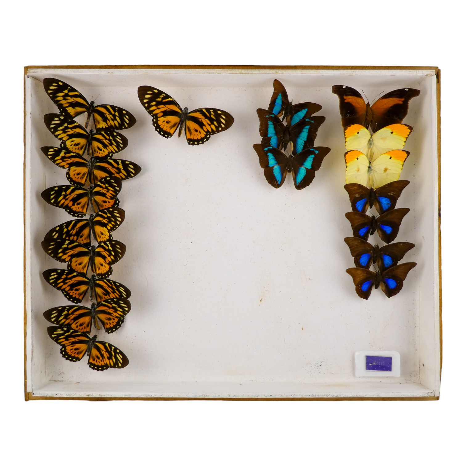 A case of butterflies in three rows - including Tiger Swallowtail, Shaded Blue Leafwing and Tritea