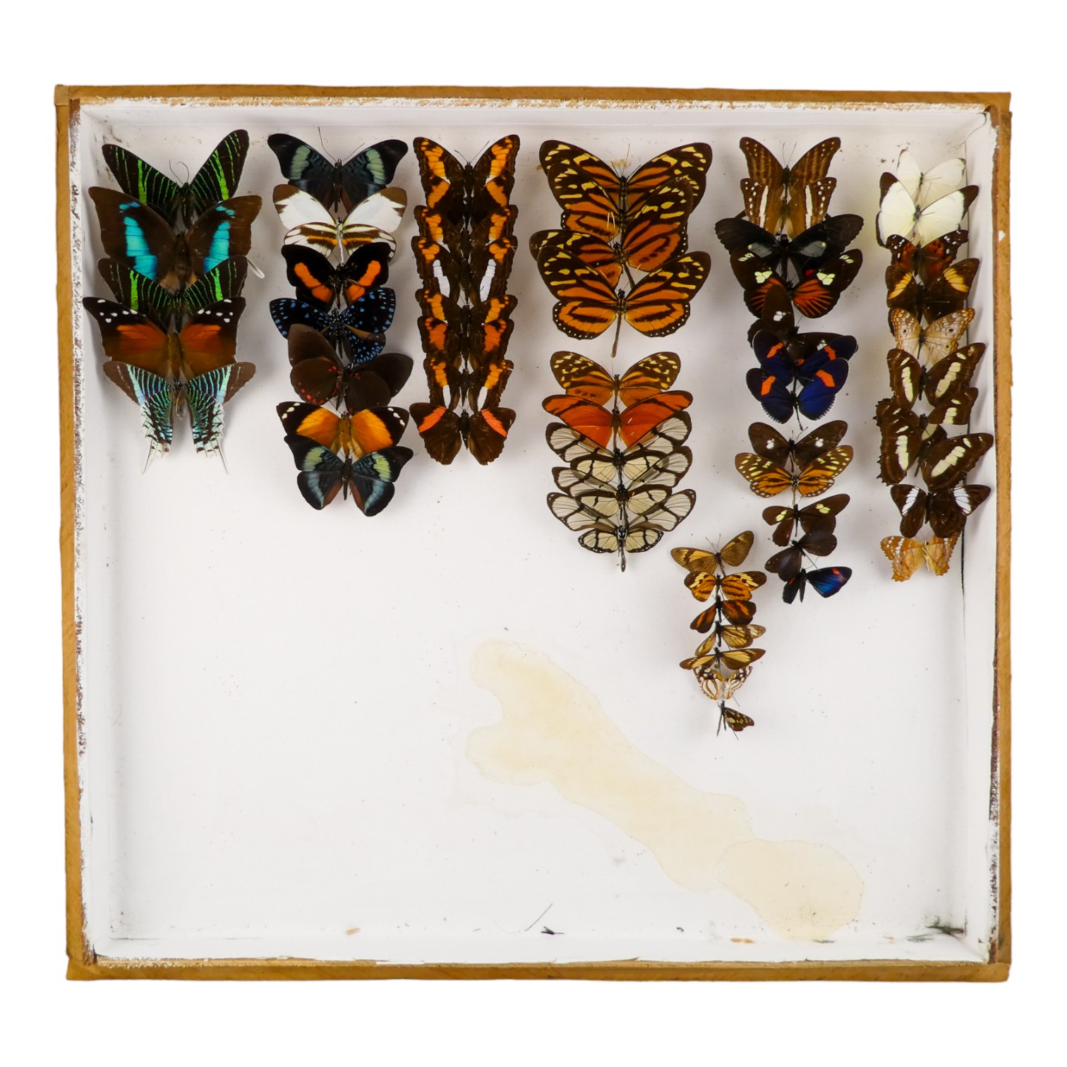 A case of butterflies in three rows - including Tiger Swallowtail, Shaded Blue Leafwing and Tritea - Image 2 of 2