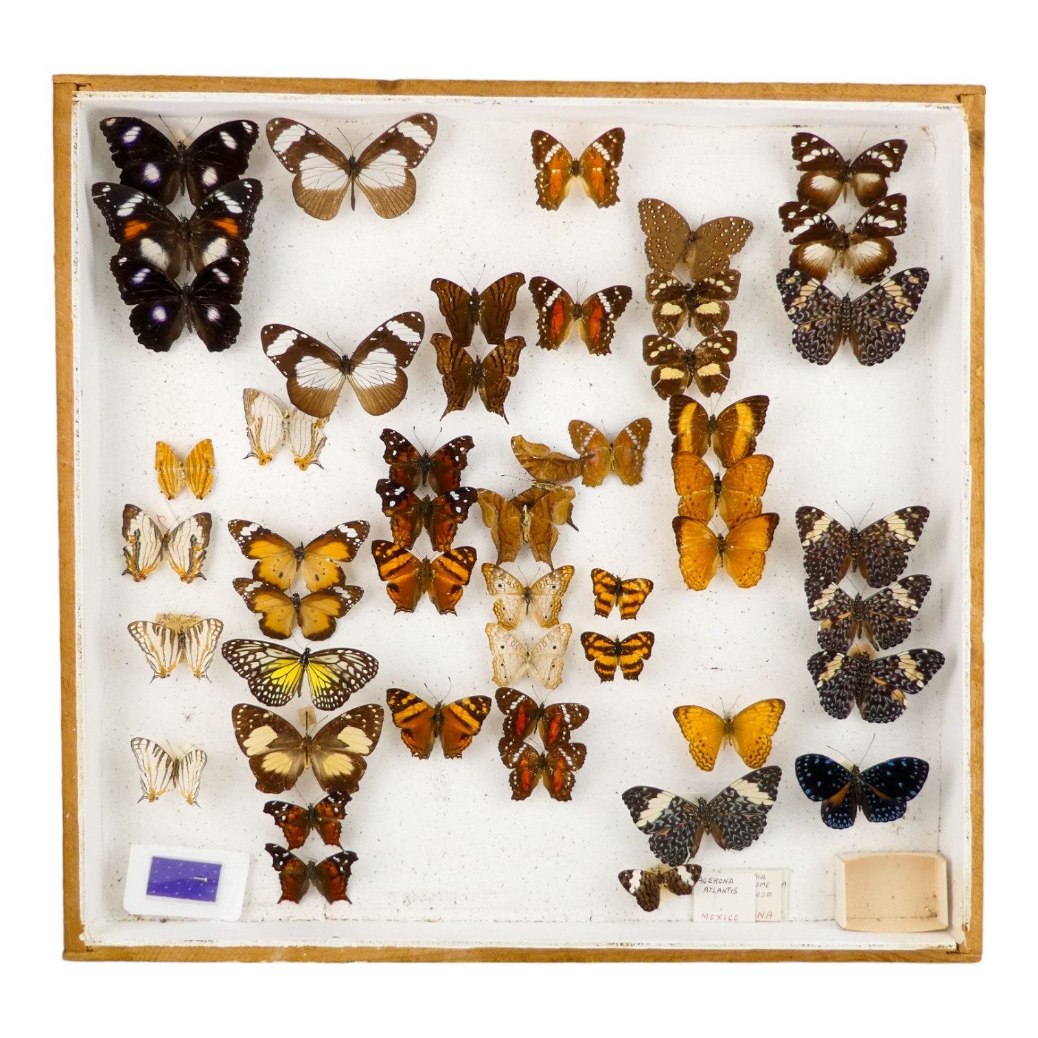 A case of butterflies in six rows - including Friar, Guatemalan Cracker and Red Peacock