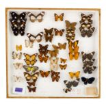 A case of butterflies in six rows - including Friar, Guatemalan Cracker and Red Peacock