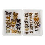 Two cases of butterflies - including Dark Blue Tiger, Malachite and Leopard Spotted Beauty