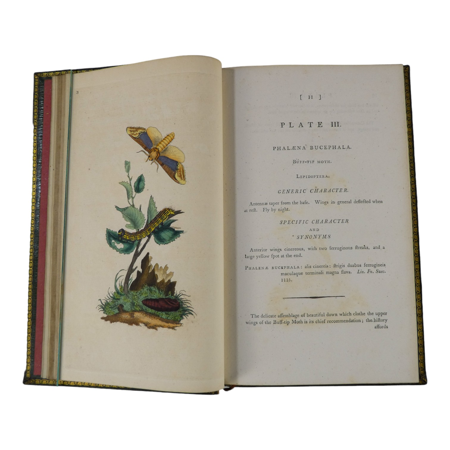 DONOVAN Edward, The Natural History of British Insects ... - published F & C Rivington 62 St Paul' - Image 4 of 33