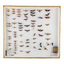 A case of moths in seven rows - including Hypocrita Temperata and Pleasant Hornet Moth