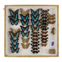 A case of butterflies in five rows - including White Spotted Prepona, Narrow Banded Shoemaker and