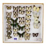 A case of butterflies and moths in five rows - including Urania Leilus, Jewelled Nawab and Common