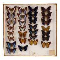 A case of butterflies in four rows - including Two-spot Charaxes and Sulawesi Blue Nawab