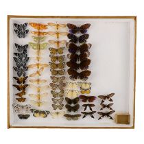 A case of butterflies and moths in six rows - including Darkened Rusty Clearwing, Starry Night