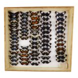 A case of butterflies in five rows - including Doris Longwing and Sara Longwing