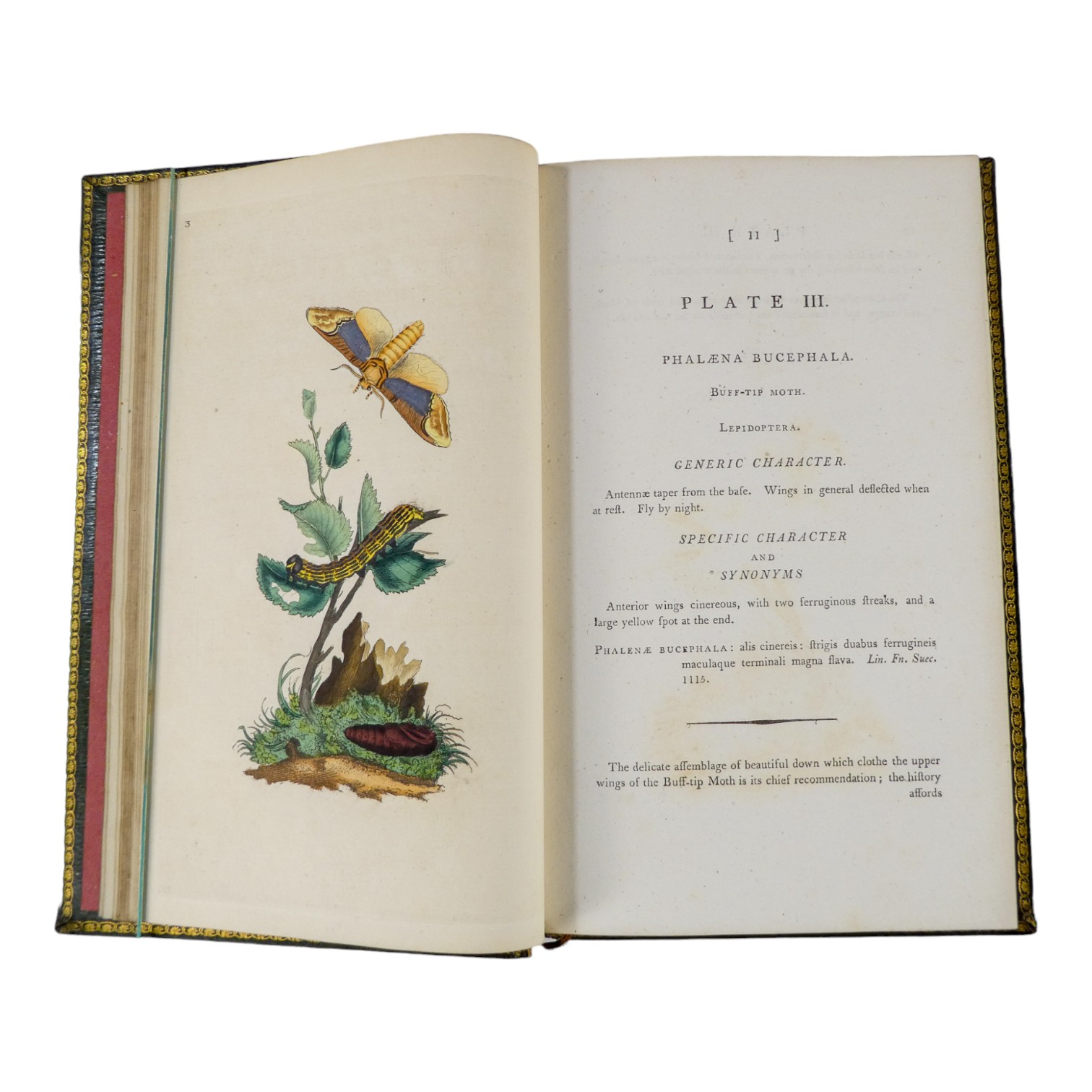 DONOVAN Edward, The Natural History of British Insects ... - published F & C Rivington 62 St Paul' - Image 5 of 33