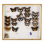 A case of butterflies in four rows - including Large Variable Diadem