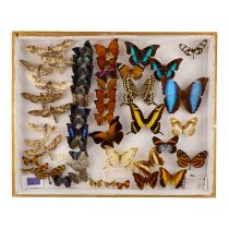 A case of butterflies in five rows - including King Swallowtail, Common Blue Morpho and Charonias