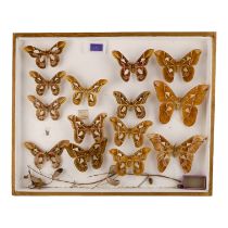 A case of moths in four rows - including Forbes Silkmoth and Orizaba Silkmoth