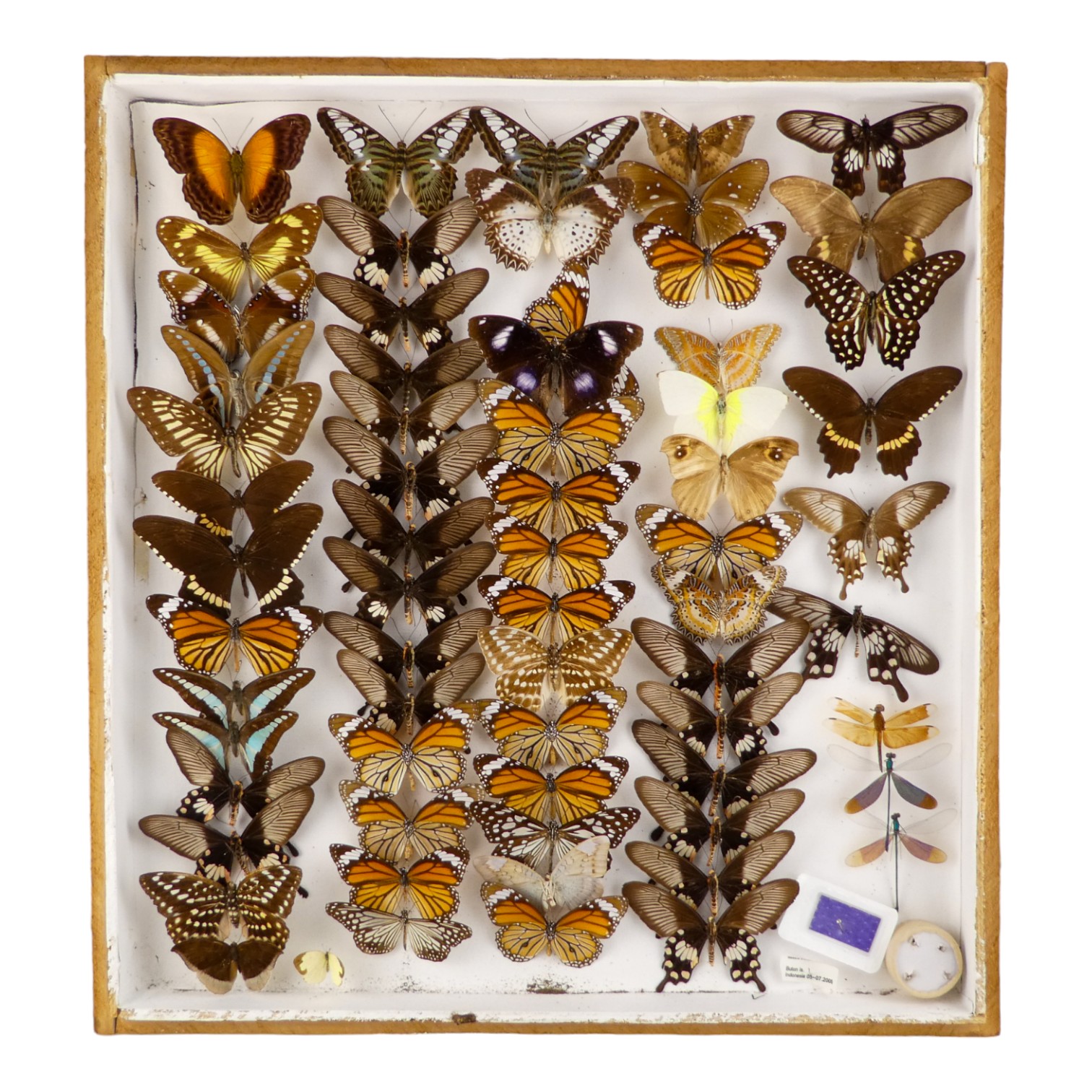 A case of butterflies in five rows - including Common Mormon and White Tiger