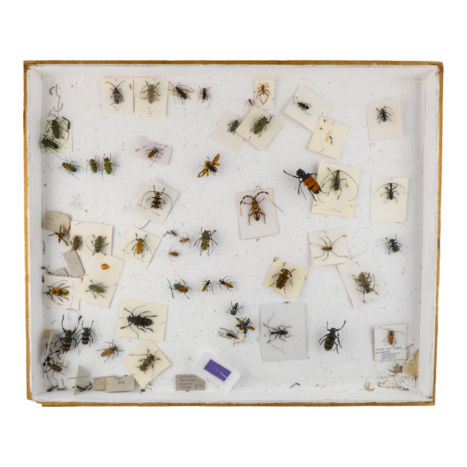 A case of insects and beetles - randomly arranged