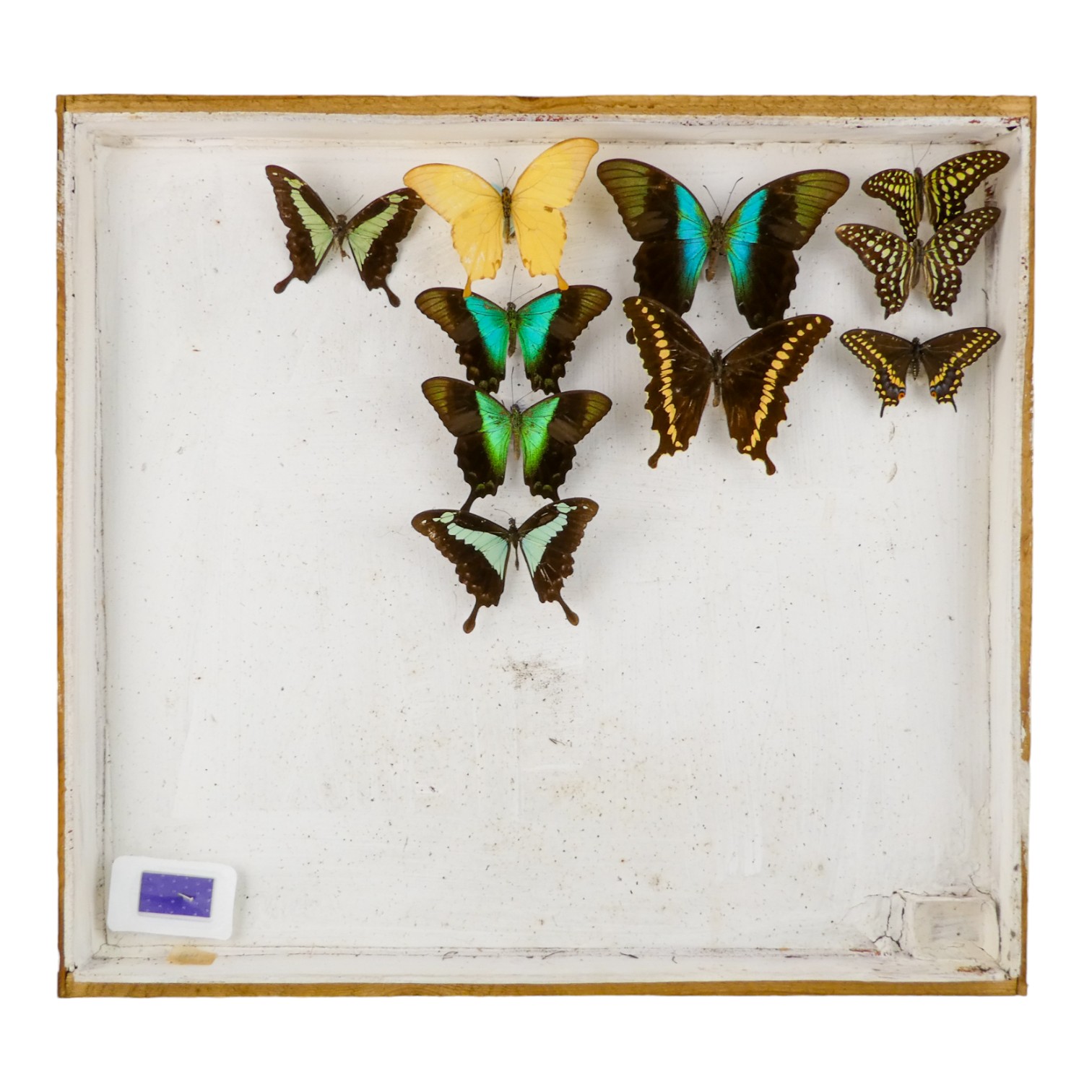 A case of ten butterflies - including Apple Green Swallowtail, MacKinnion's Swallowtail and