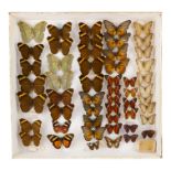 A case of butterflies in six rows - including Heliconius