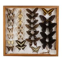 A case of butterflies in four rows - including Zebra Swallowtail, Cream Banded Swallowtail and