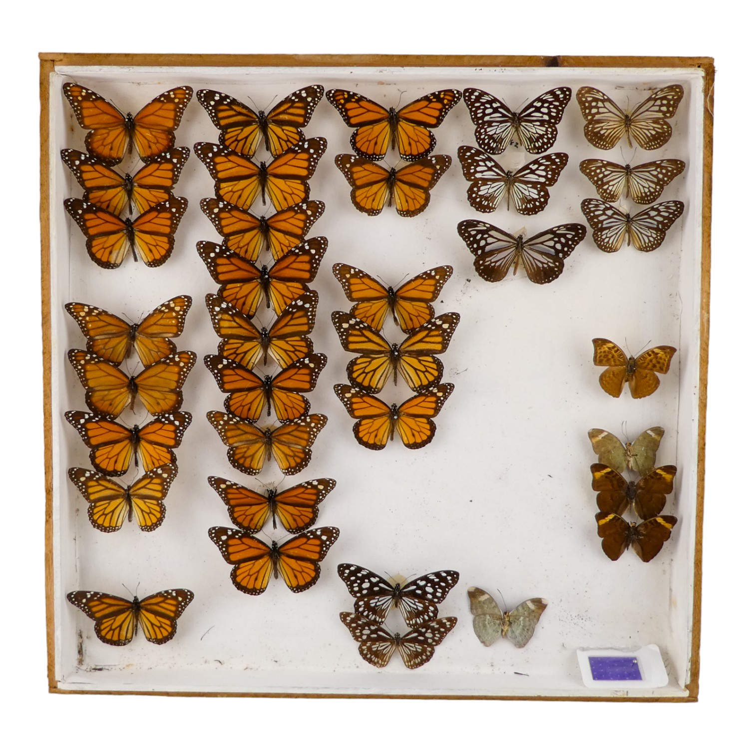 A case of butterflies in five rows - including Jamaican Monarch, Chocolate Tiger and Evening Brown