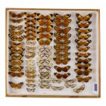 A case of butterflies in five rows - including Glasswing, Lycorea Cleobaea, and Dismorphia Siloe