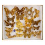 A case of moths in four rows - including Imperial and Atlas
