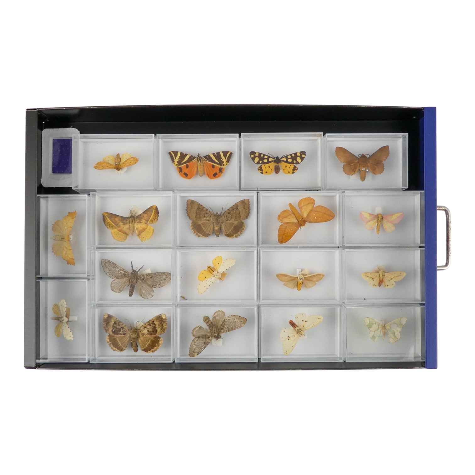 A fifteen drawer metal filing cabinet - containing nine drawers of moths - Image 10 of 11