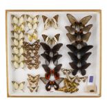 A case of butterflies in four rows - including Royal Mormon, Scarlet Mormon and Giant Swordtail