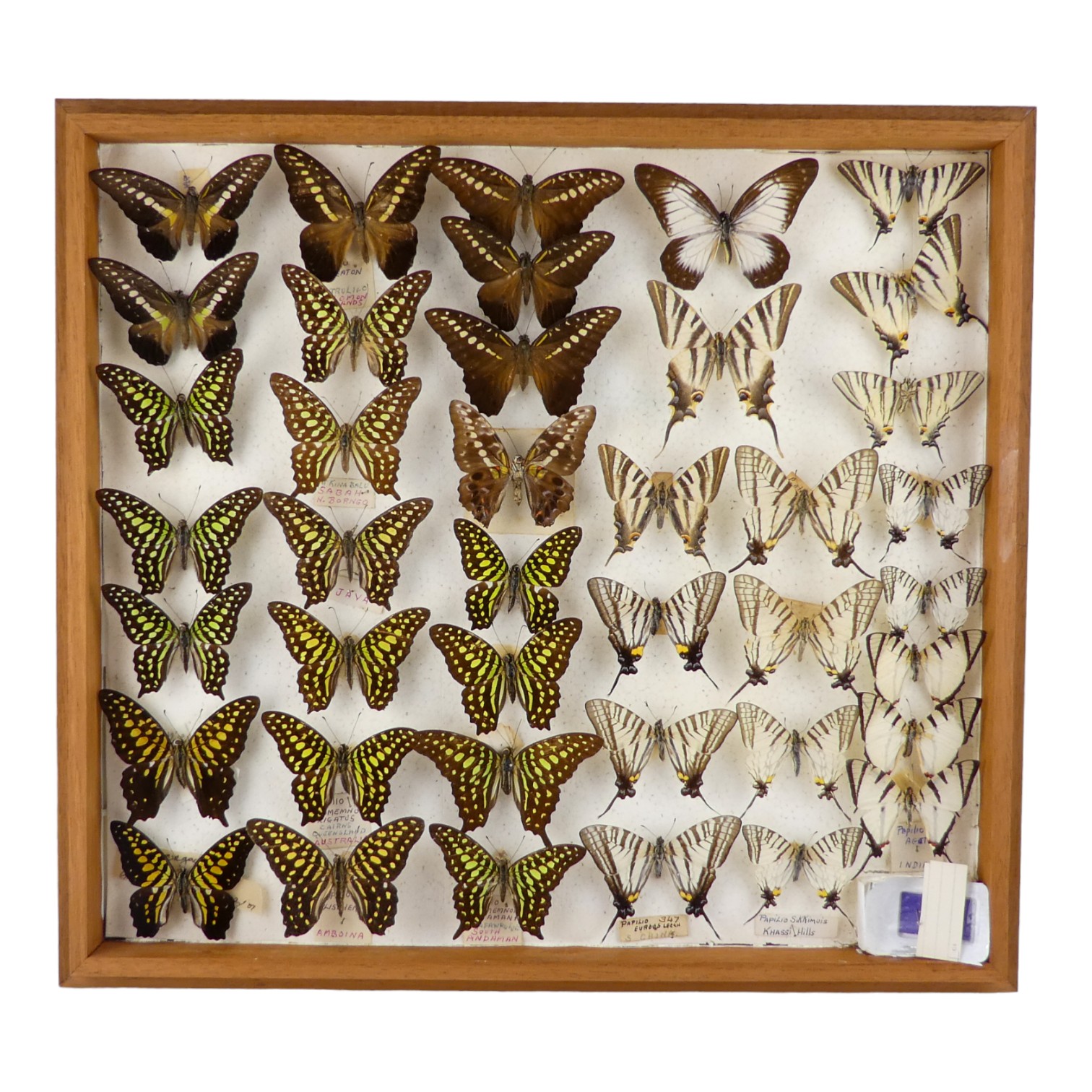 A case of butterflies in six rows - including Tailed Jay Swallowtail and Five Bar Swallowtail