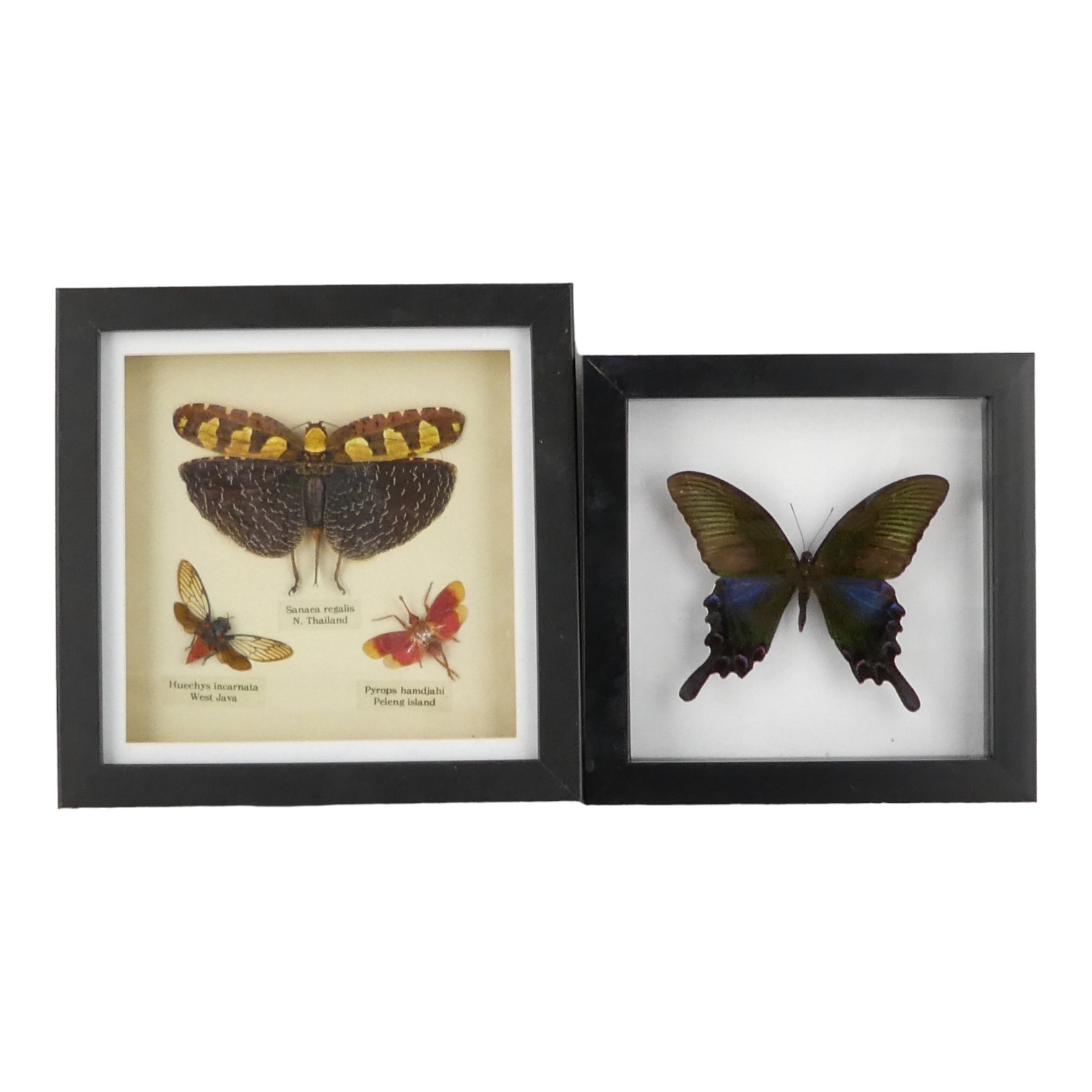A collection of butterflies and insects - including Soldier Long-horned Grass Hopper, Red Cicada and - Image 2 of 3