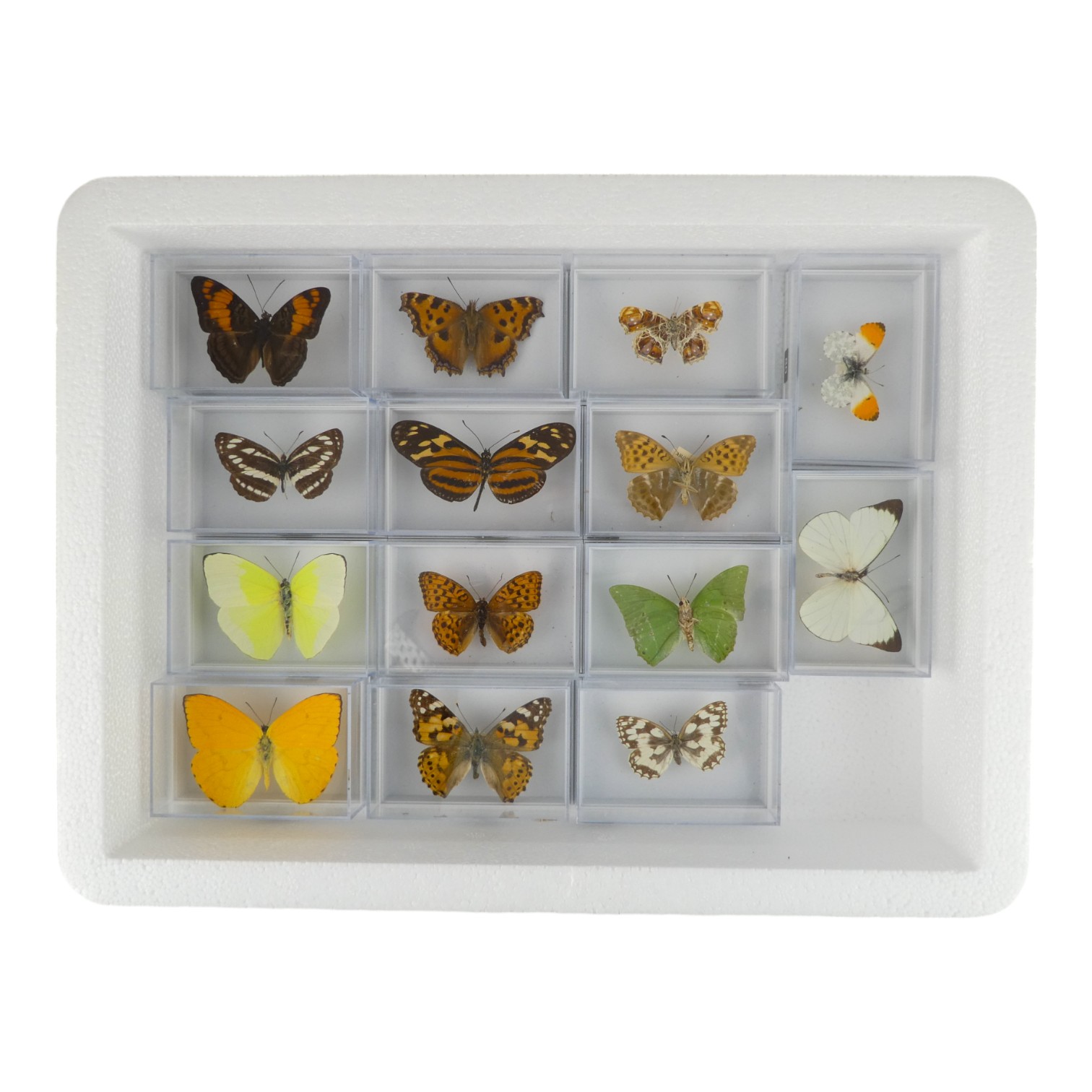 Eleven cased butterflies - including Green Charaxes, Common Glider and Painted Lady