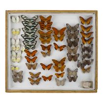 A case of butterflies in six rows - including Caper Whites, Orange Tiger, and Dione Juno
