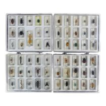 Sixty insects preserved in acrylic blocks