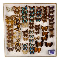 A case of butterflies in seven rows - including Turquoise Emperor and White Peacock