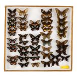 A case of butterflies in five rows - including Gold Rim Swallowtail and Variable Cattleheart