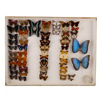 A case of butterflies in seven rows - including Morpho Helenor, Green Banded Swallowtail and Cross-