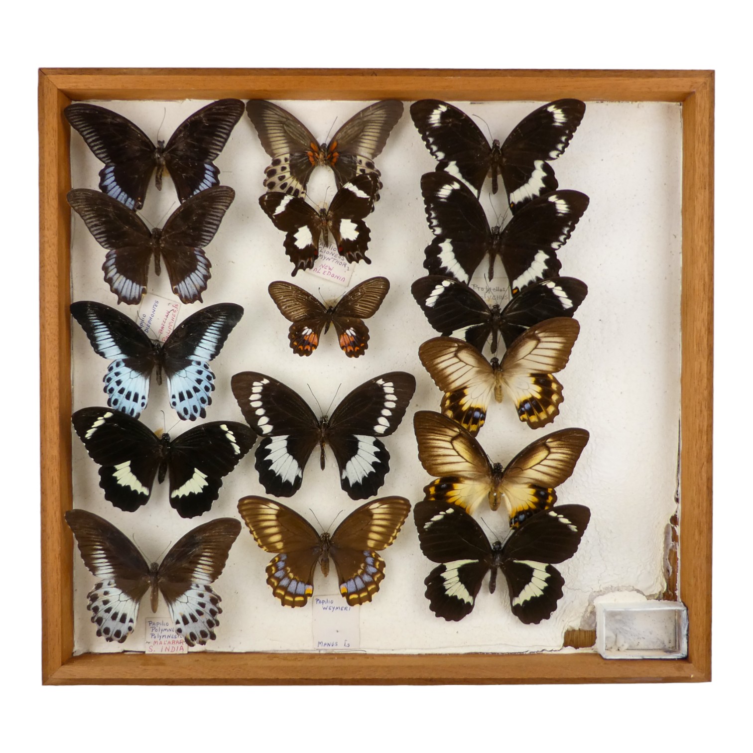 A case of butterflies in three rows - including Blue Mormon, Orchard Swallowtail and Common Mormon