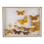 A case of moths randomly mounted - including Saturn Moths