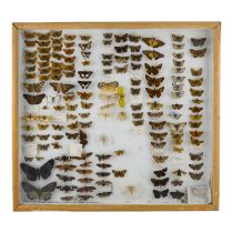 A case of butterflies and moths in eleven rows - including Mazans Scallopwing and African Giant