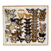 A case of butterflies in broadly six rows - including White Tree Nymph, Milon Swallowtail and