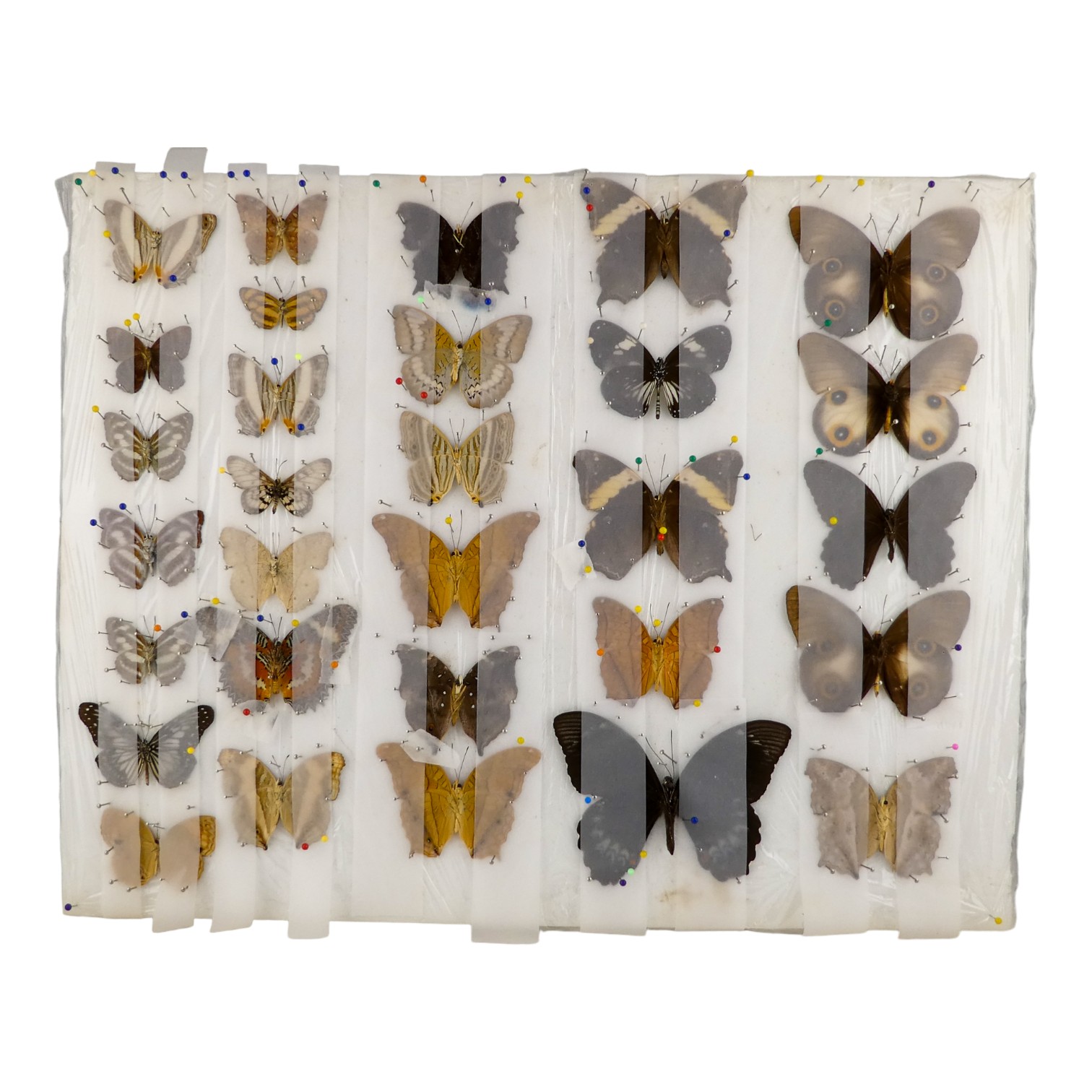 Five rows of butterflies pinned and ready to mount